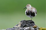 Rock Sandpiper